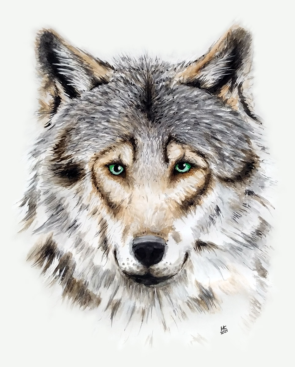 Portraitzeichnung in Aquarell eines Wolfes.