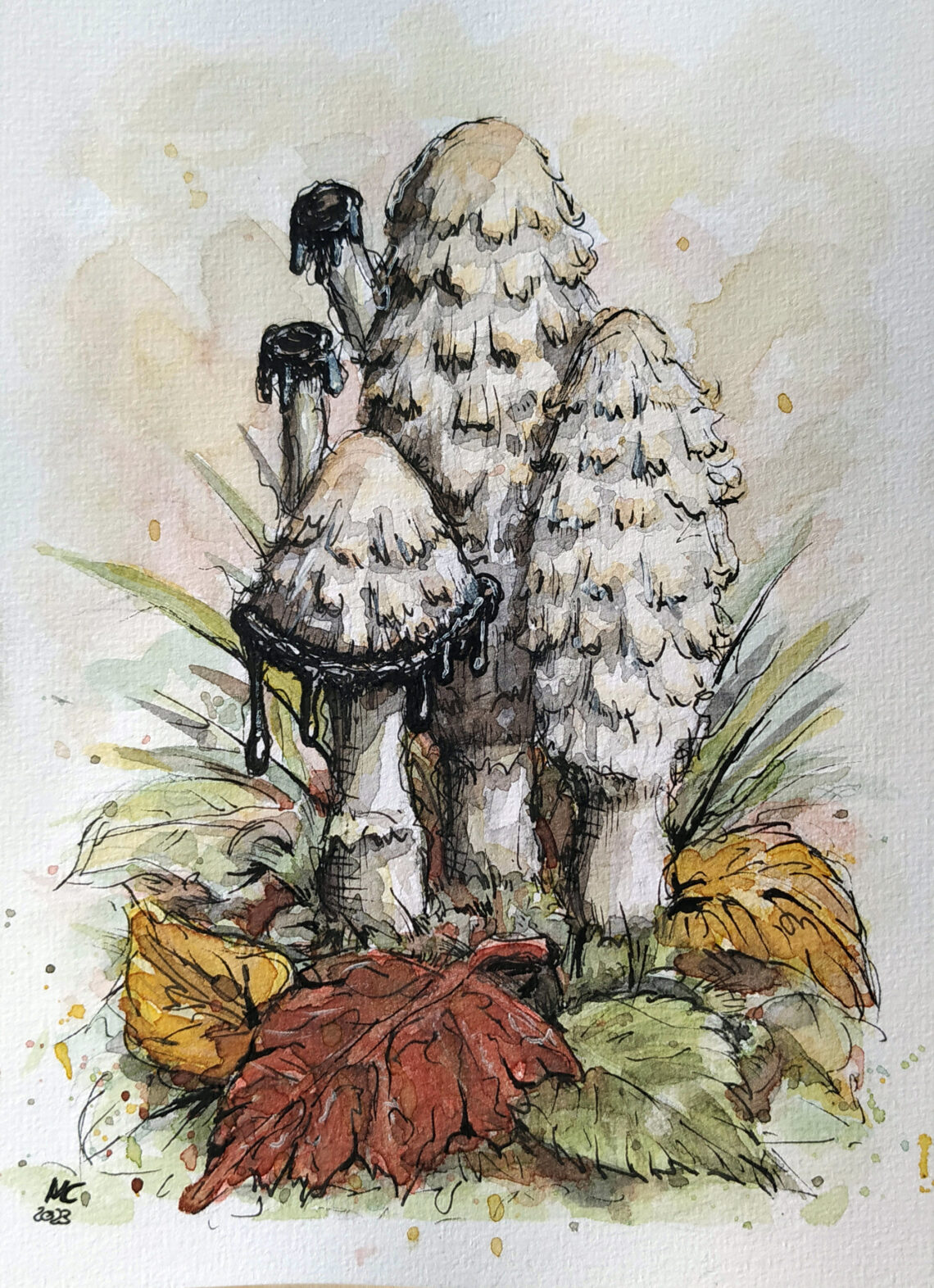 Aquarellzeichnung von Schopf-Tintlingen