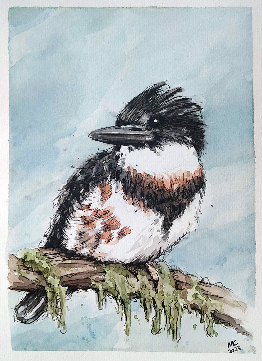 Aquarellzeichnung eines Gürtelfischer