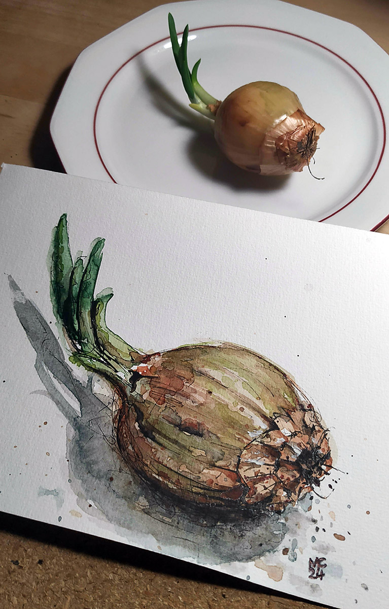 Zwiebel in Aquarell gezeichnet