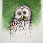 Buntstiftzeichnung eines Habichtskautz